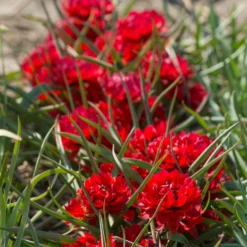 Tulip 'Samantha' -Cheap Ethereal Yard Store tulip samantha 5 scaled