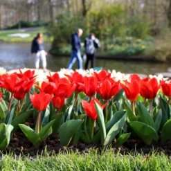 Tulip 'Showwinner' 10 Tulip 'Showwinner' -Cheap Ethereal Yard Store tulip showwinner 10