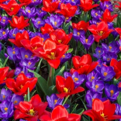 Tulip 'Showwinner' 11 Tulip 'Showwinner' -Cheap Ethereal Yard Store tulip showwinner 3