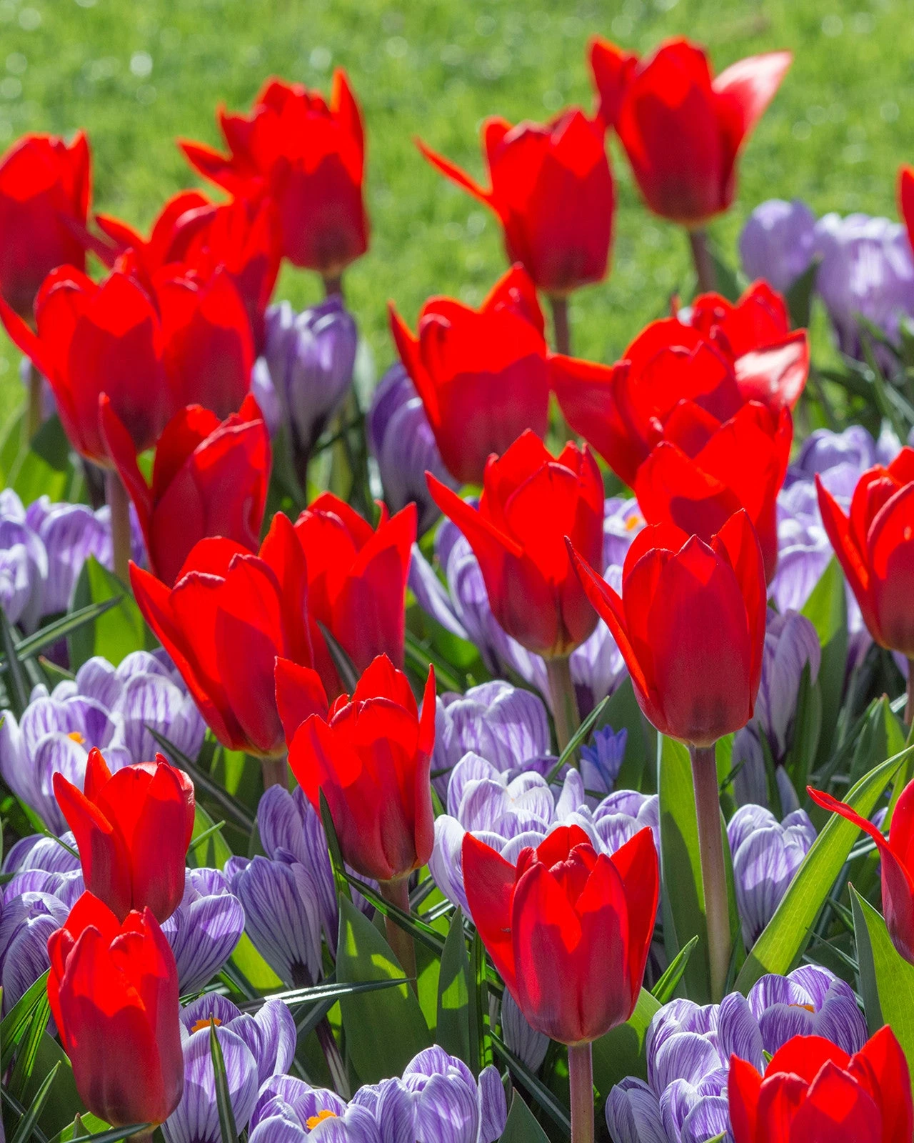 Tulip 'Showwinner' 1 Tulip 'Showwinner'