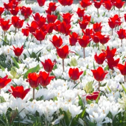 Tulip 'Showwinner' 9 Tulip 'Showwinner' -Cheap Ethereal Yard Store tulip showwinner 6