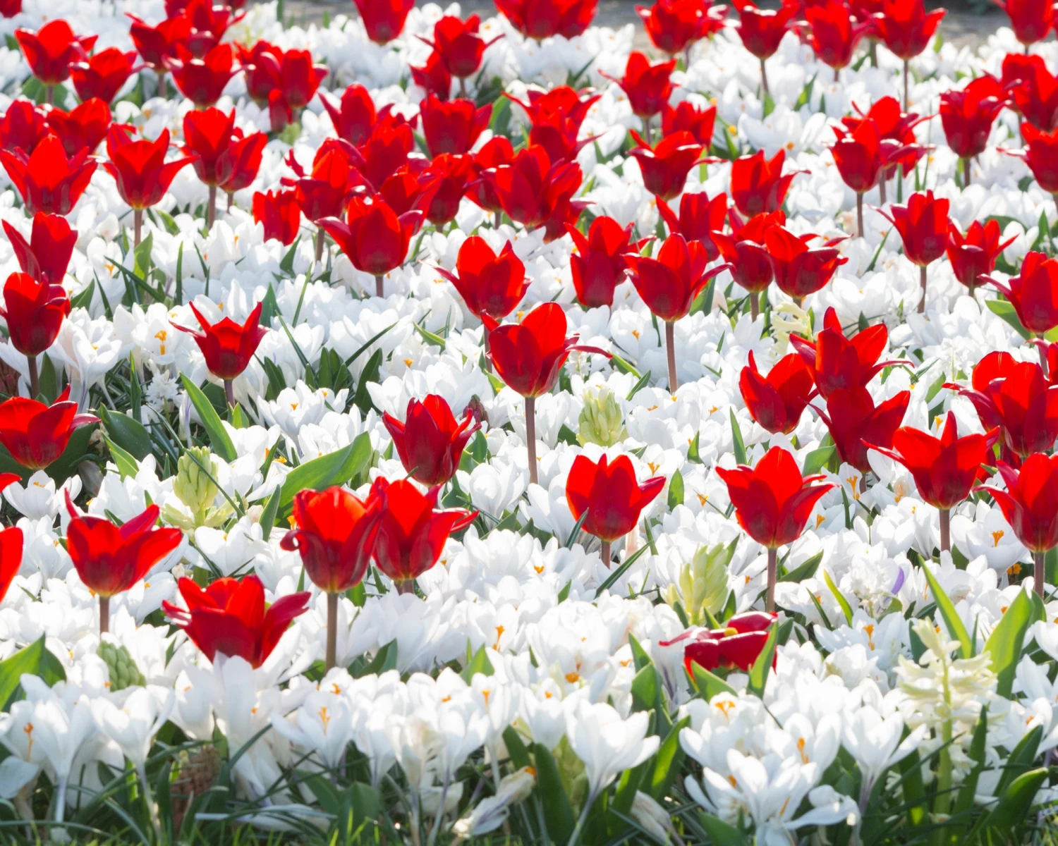 Tulip 'Showwinner' 3 Tulip 'Showwinner' - Image 3