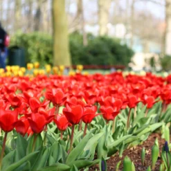 Tulip 'Showwinner' 12 Tulip 'Showwinner' -Cheap Ethereal Yard Store tulip showwinner 7