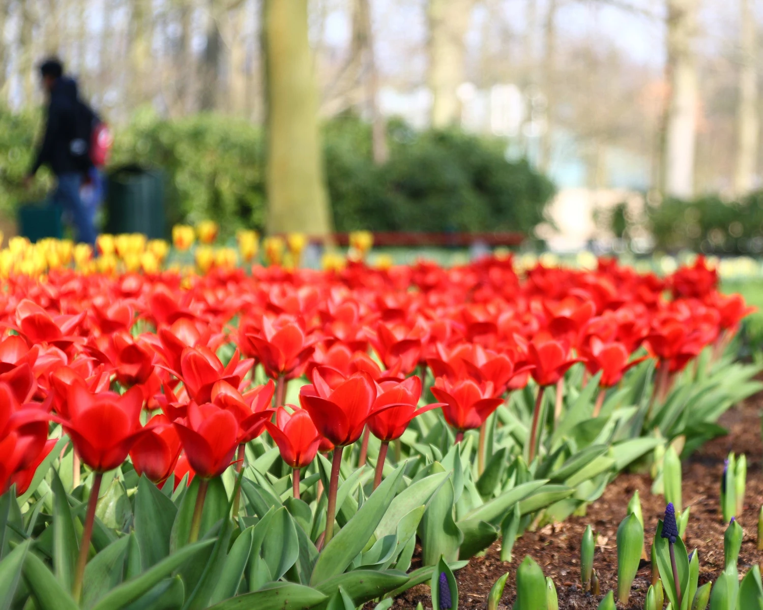 Tulip 'Showwinner' 6 Tulip 'Showwinner' - Image 6