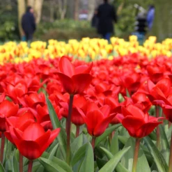 Cheap Ethereal Yard Store -Cheap Ethereal Yard Store tulip showwinner 8