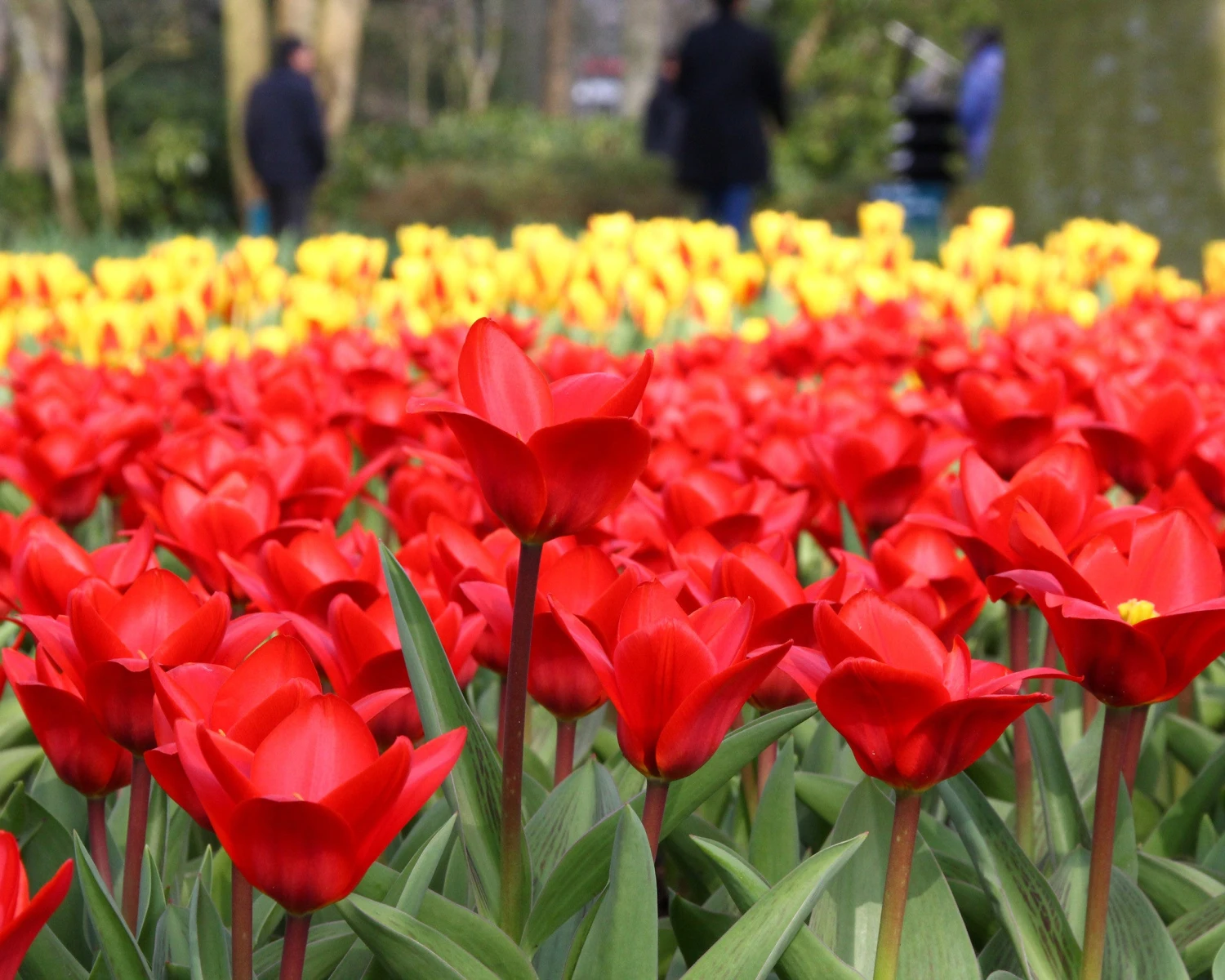 Tulip 'Showwinner' 2 Tulip 'Showwinner' - Image 2