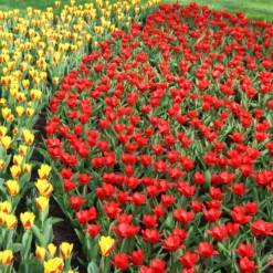 Tulip 'Showwinner' 13 Tulip 'Showwinner' -Cheap Ethereal Yard Store tulip showwinner 9