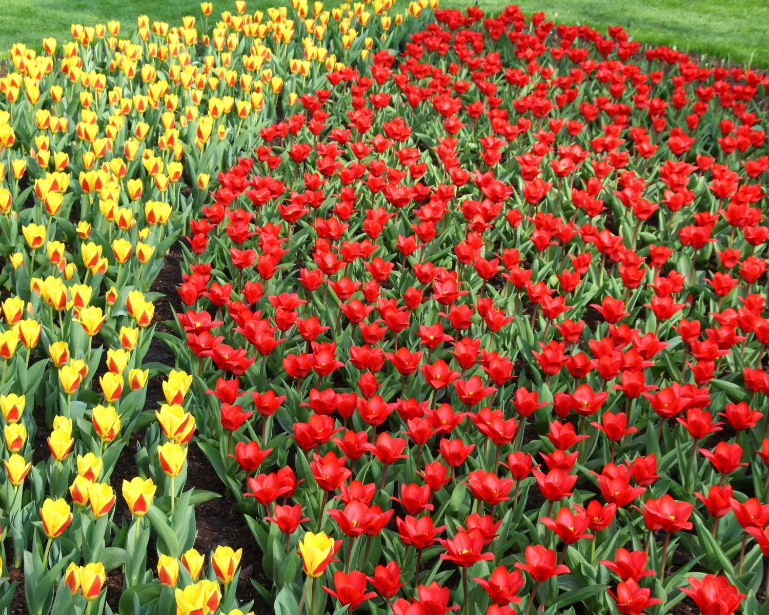 Tulip 'Showwinner' 7 Tulip 'Showwinner' - Image 7