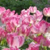 Tulip 'Silver Parrot'