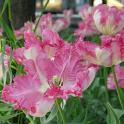 Tulip 'Silver Parrot' -Cheap Ethereal Yard Store tulip silver parrot 3