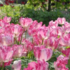 Tulip 'Silver Parrot' -Cheap Ethereal Yard Store tulip silver parrot 4