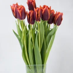 Tulip 'Slawa' 15 Tulip 'Slawa' -Cheap Ethereal Yard Store tulip slawa 2