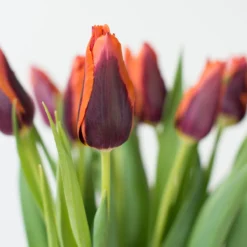 Tulip 'Slawa' 12 Tulip 'Slawa' -Cheap Ethereal Yard Store tulip slawa 3