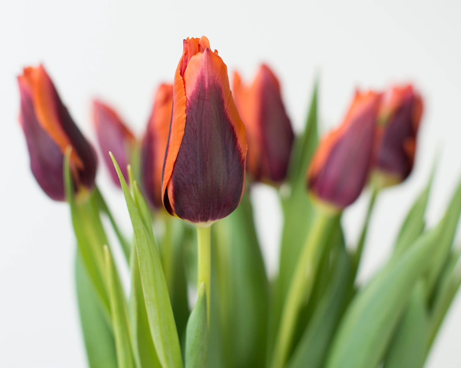 Tulip 'Slawa' 5 Tulip 'Slawa' - Image 5