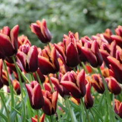 Tulip 'Slawa' 10 Tulip 'Slawa' -Cheap Ethereal Yard Store tulip slawa 3 edb2228f 32b9 41e6 bf13 487c8ac45485