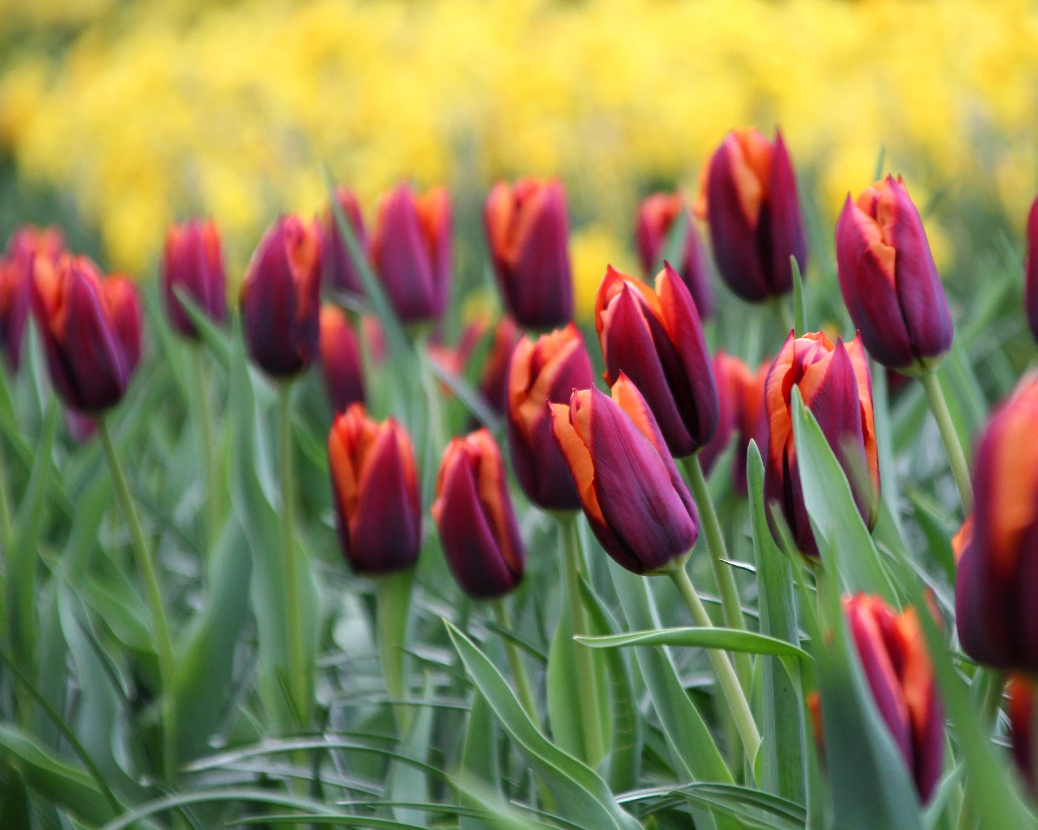 Tulip 'Slawa' 6 Tulip 'Slawa' - Image 6