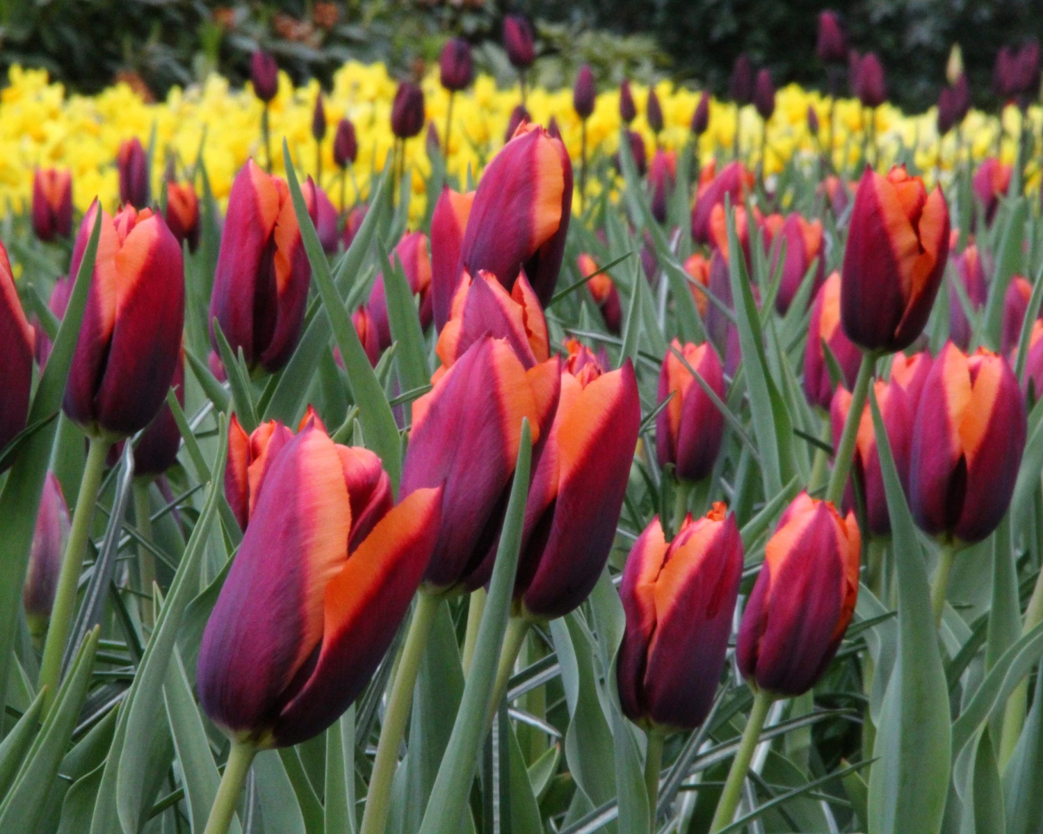 Tulip 'Slawa' 4 Tulip 'Slawa' - Image 4