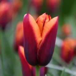 Tulip 'Slawa' 14 Tulip 'Slawa' -Cheap Ethereal Yard Store tulip slawa 9