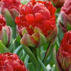 Tulip Collection 'Sorbetto' -Cheap Ethereal Yard Store tulip sorbetto 1
