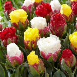 Tulip Collection 'Sorbetto' -Cheap Ethereal Yard Store tulip sorbetto 2 0a2bc020 e111 4bcf a55e 638351cc790e scaled