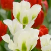 Tulip 'Spring Green'