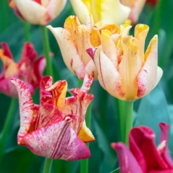 Tulip 'Striped Crown' -Cheap Ethereal Yard Store tulip striped crown 01