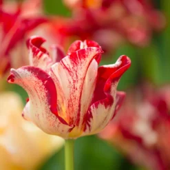 Tulip 'Striped Crown' -Cheap Ethereal Yard Store tulip striped crown 1 scaled