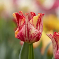 Tulip 'Striped Crown' -Cheap Ethereal Yard Store tulip striped crown 10