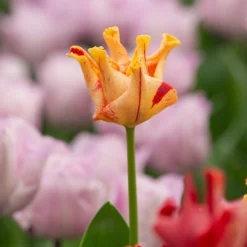 Tulip 'Striped Crown' -Cheap Ethereal Yard Store tulip striped crown 4 scaled