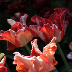 Tulip 'Striped Crown' -Cheap Ethereal Yard Store tulip striped crown 7