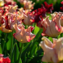 Tulip 'Striped Crown' -Cheap Ethereal Yard Store tulip striped crown 8