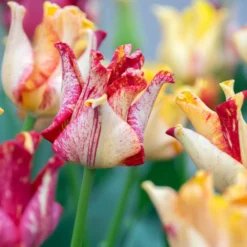 Tulip 'Striped Crown' -Cheap Ethereal Yard Store tulip striped crown 9