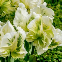 Tulip 'Super Parrot' -Cheap Ethereal Yard Store tulip super parrot 1 scaled