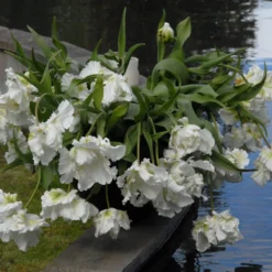 Tulip 'Super Parrot' -Cheap Ethereal Yard Store tulip super parrot 10 scaled