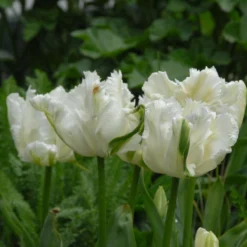 Tulip 'Super Parrot' -Cheap Ethereal Yard Store tulip super parrot 12 scaled