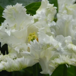 Tulip 'Super Parrot' -Cheap Ethereal Yard Store tulip super parrot 13 scaled