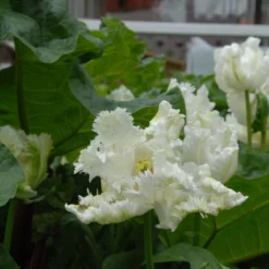 Tulip 'Super Parrot' -Cheap Ethereal Yard Store tulip super parrot 14 scaled