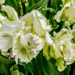 Tulip 'Super Parrot' -Cheap Ethereal Yard Store tulip super parrot 2 scaled