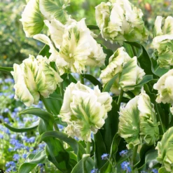 Tulip 'Super Parrot' -Cheap Ethereal Yard Store tulip super parrot 5