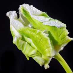 Tulip 'Super Parrot' -Cheap Ethereal Yard Store tulip super parrot 6 scaled