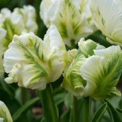 Tulip 'Super Parrot' -Cheap Ethereal Yard Store tulip super parrot 7 scaled