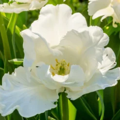 Tulip 'Super Parrot' -Cheap Ethereal Yard Store tulip super parrot 8 scaled