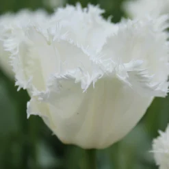 Tulip 'Swan Wings'