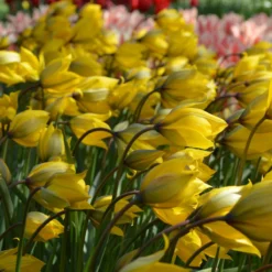 Tulip Sylvestris -Cheap Ethereal Yard Store tulip sylvestris 1