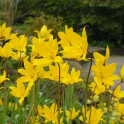 Tulip Sylvestris -Cheap Ethereal Yard Store tulip sylvestris 5