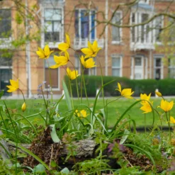 Tulip Sylvestris -Cheap Ethereal Yard Store tulip sylvestris 6