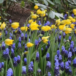 Tulip Sylvestris -Cheap Ethereal Yard Store tulip sylvestris 7