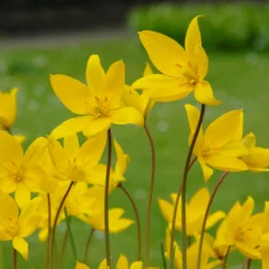 Tulip Sylvestris -Cheap Ethereal Yard Store tulip sylvestris 8
