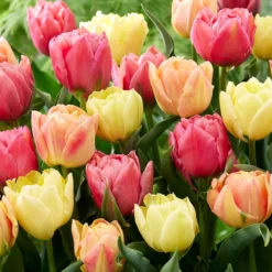Tulip Collection 'Symbiose Pastels'