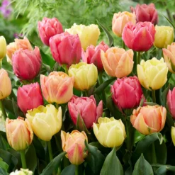 Tulip Collection 'Symbiose Pastels' -Cheap Ethereal Yard Store tulip symbiose pastels 3